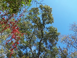 天空,秋天,秋