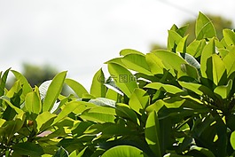 春天,秋天,室外
