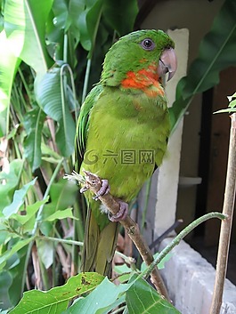 酒窖,綠色,鸚鵡