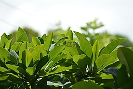 春天,秋天,室外