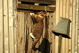 猫,鲭鱼,木墙