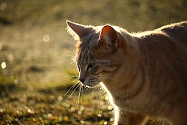 猫,品种猫,秋季