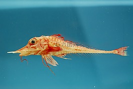 揚(yáng)子鱷海羅賓,魚,海