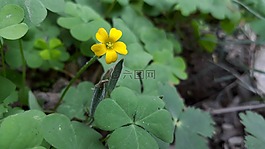 自然,植物區(qū)系,葉