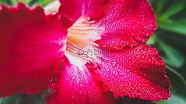 花,自然,植物區(qū)系