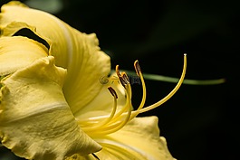 百合,花園,花