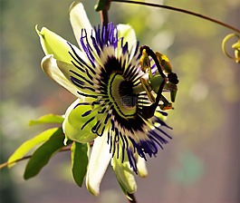 激情花,花,廠