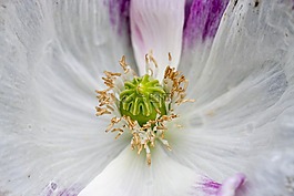 花,抽象,特寫