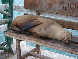 密封,海,海洋
