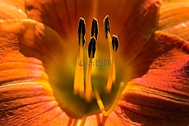 百合,花,花園