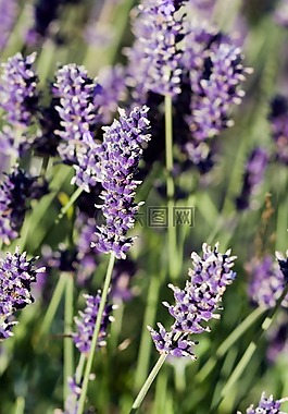 薰衣草,鮮花,美麗