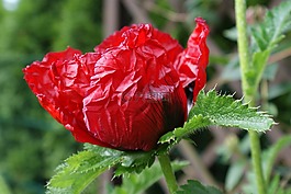 klatschmohn,五月,紅色