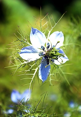 開花,藍色,性質(zhì)
