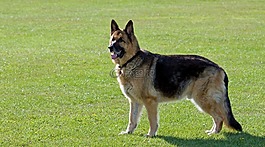 狗,德國牧羊犬,主人