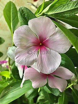粉紅色的花,白,花