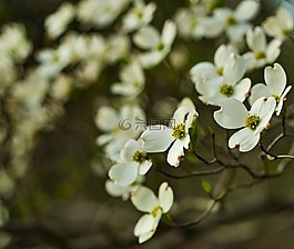白,花,鮮花