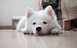 狗,小狗,白