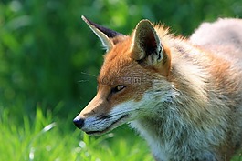 ?？怂?紅狐,動物