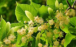 林登樹,小葉,藥草