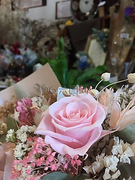 flower,plants,blossom