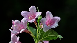 開花布什,粉色,夏季