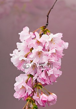 開花,鮮花,櫻花