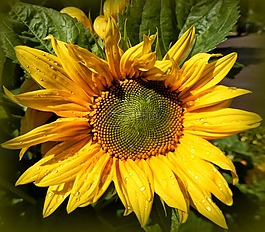 太陽花,性質(zhì),夏季