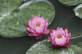 睡蓮,鮮花,夏季