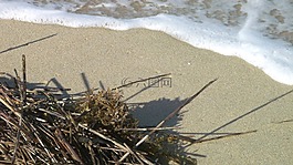 海洋,海藻,沖浪