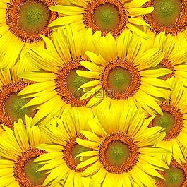 向日葵,花,花的