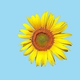 向日葵,花,光明