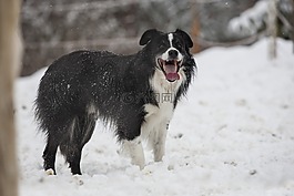 狗,邊境牧羊犬,雪