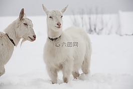 山羊,白,雪