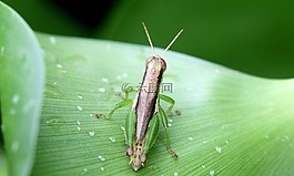 昆蟲,綠,蝗蟲
