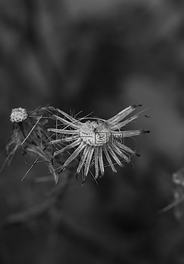 野生花卉,自然,秋
