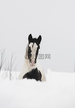 马,白,黑色