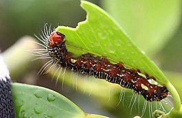 昆蟲,綠,蝗蟲