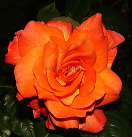 花,開(kāi)花,橙