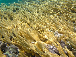 海,海洋,水