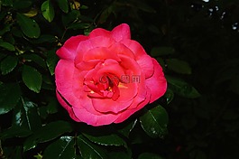 花,開花,關(guān)閉