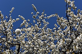 開花,春天,鮮花