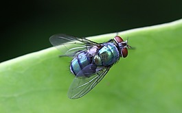 昆蟲,綠,蝗蟲