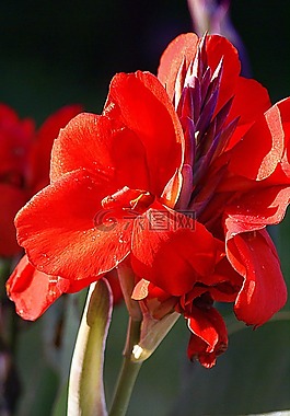 看那,看那紅,紅色的花朵