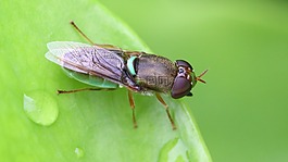 昆蟲,綠,蝗蟲