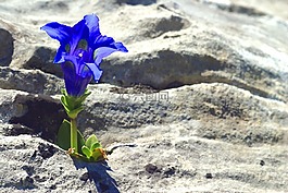 龍膽,山,鮮花