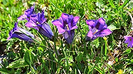 龍膽,開(kāi)花,紫