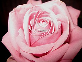 玫瑰,花,開(kāi)花