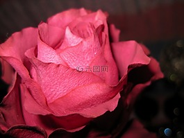 玫瑰,花,祝賀