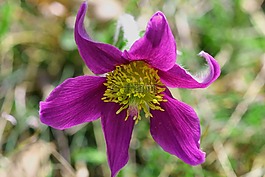 pulsatille,銀蓮花,鮮花