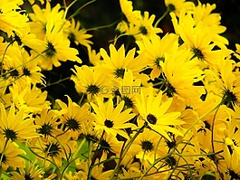 黃色,鮮花,花園